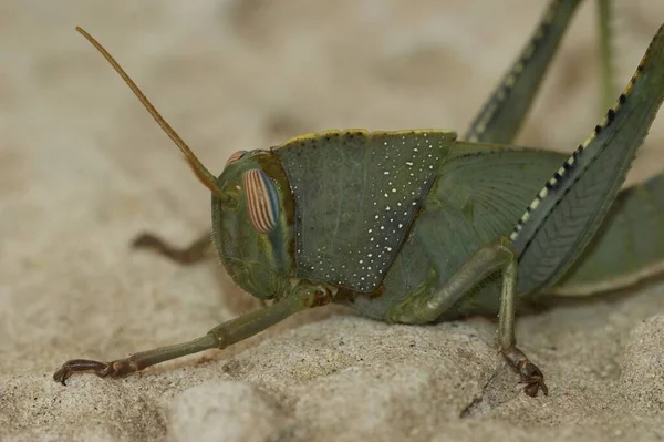Closeup Brilliant Green Nymph Egyptian Migrating Locust Grasshopper Anacridium Aegyptium — Stock Photo, Image