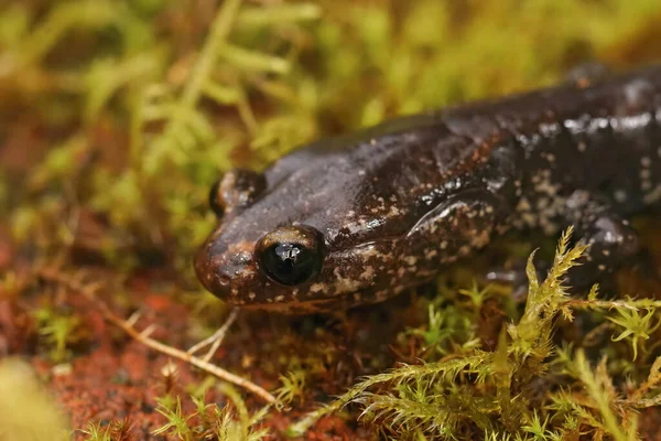 Närbild Sub Vuxen Skyddad Och Utrotningshotad Del Norte Salamander Plethodon — Stockfoto