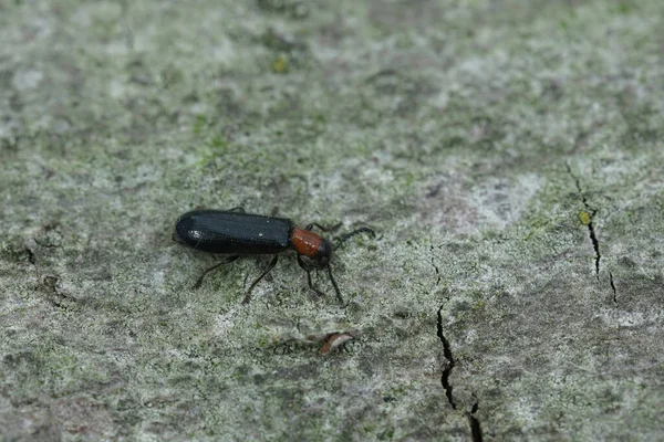 Penutup Alami Pada Kumbang Tillus Elongatus Duduk Atas Sepotong Kayu — Stok Foto
