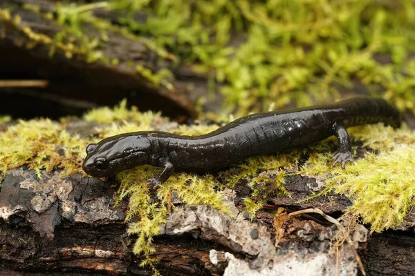 stock image Closeup on a black adult of the endangered Del Norte salamander, Plethodon elongatus sitting on the ground in North California
