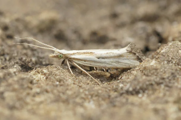 Nahaufnahme Des Kleinen Seltenen Nachtfalters Plutella Porrecella Der Isoliert Auf — Stockfoto