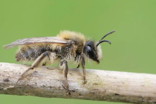 Подробный Крупный План Пушистой Коричневой Женщины Мелкая Салатодобывающая Пчела Андрена — стоковое фото