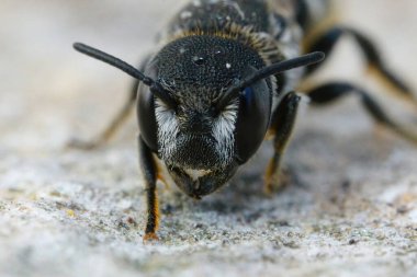 Fransa 'nın Gard kentindeki Heriades Crenulatus' un zırhlı arısı Akdeniz 'deki dişi bir dişinin ön cepheden detaylı görüntüsü.