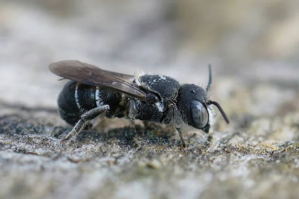 Λεπτομερής Κοντινό Πλάνο Μια Θηλυκή Μεσογειακή Μικρού Μεγέθους Θωρακισμένη Μέλισσα — Φωτογραφία Αρχείου