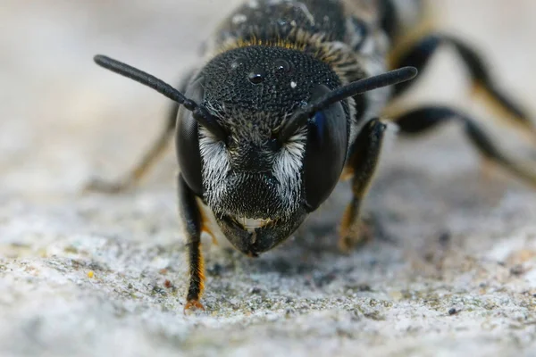 Detailed Frontal Closeup Female Mediterranean Small Crenulate Armoured Resin Bee — Stock Photo, Image