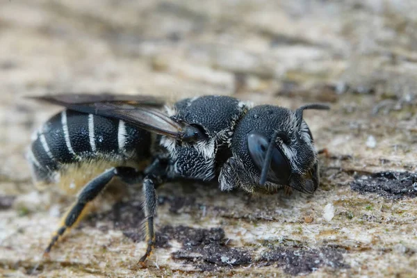 Fransa Nın Gard Kentindeki Heriades Crenulatus Adlı Zırhlı Arı Dişi — Stok fotoğraf