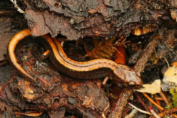 Gros Plan Naturel Sur Forme Jaune Salamandre Dos Rouge Ouest — Photo