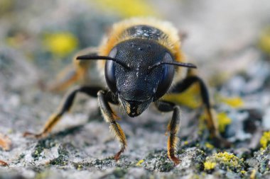 Akdeniz altın saçlı mason arısı Osmia Aurulenta 'nın ön planda tahtada oturuşu.