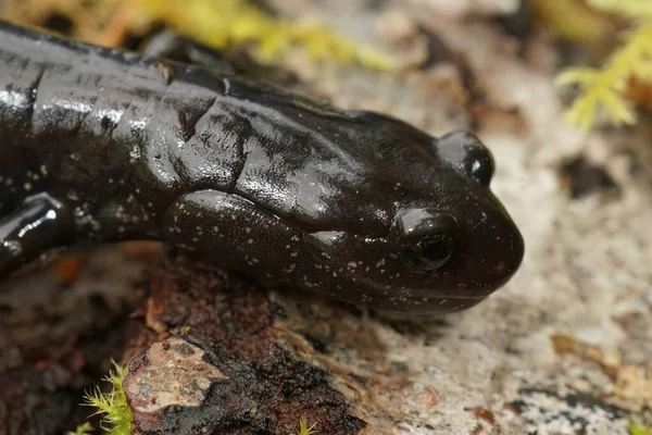Close Adulto Negro Salamandra Del Norte Perigo Plethodon Elongatus Sentado — Fotografia de Stock