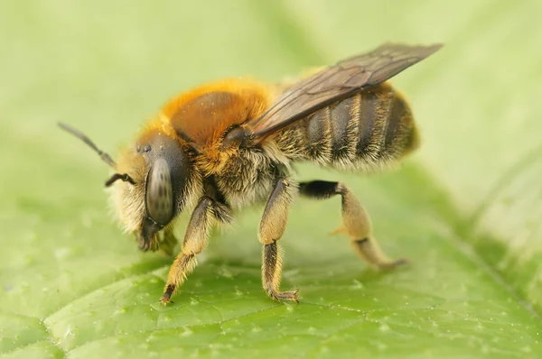 Λεπτομέρεια Closeup Byssal Ρητίνη Φυλλαράκια Μοναχική Μέλισσα Τραχούσα Byssina Κάθεται — Φωτογραφία Αρχείου
