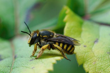 Bahçedeki kadın bir Avrupa Yün Kartı Arısı Anthidium manikatumunun detaylı görüntüsü.