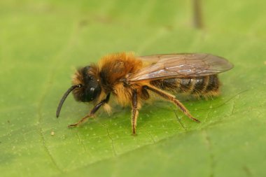 Andrena Tibialis, yeşil bir yaprağın üzerinde oturan gri, erkek bir maden arısının detaylı görüntüsü.