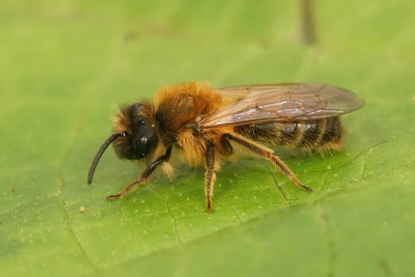 Детальный Крупный План Самца Серой Пчелы Сидящей Зеленом Листе Андрены — стоковое фото