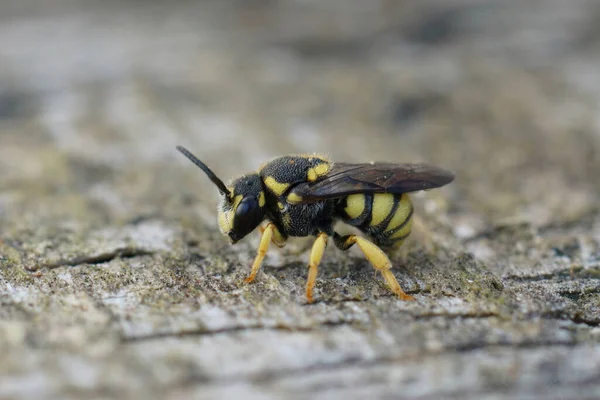 斑纹黄斑黑七叶虫独居蜜蜂史黛丽丝的特写特写 — 图库照片