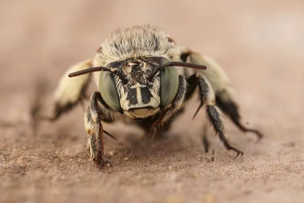 Frontal Closeup Mediterranean White Cheeked Digger Bee Amegilla Albigena — Stock Photo, Image