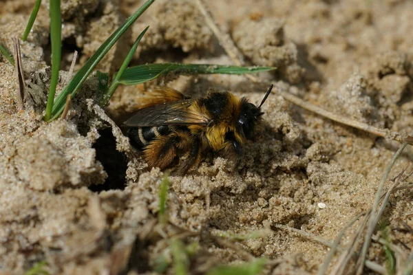 Natural Closeup Female Pantaloon Bee Dasypoda Hirtipes Leaving Her Nest — Stock Photo, Image