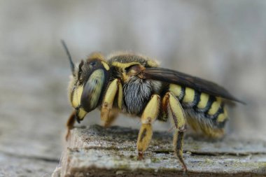 Yetişkin bir dişi Florentine Woolcarder Bee 'nin yakından çekilmiş görüntüleri, Anthidium florentinum.