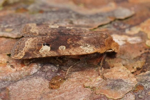 赤い頭の栗の小腹の蛾の詳細な閉鎖 コンストラエリスロケファラ木の上に座って — ストック写真