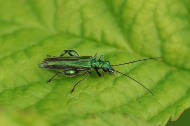 Yanardöner metalik yeşil renkli sahte yağ ya da kalın bacaklı çiçek böceği Oedemera nobilis 'in doğal yakın çekimi.