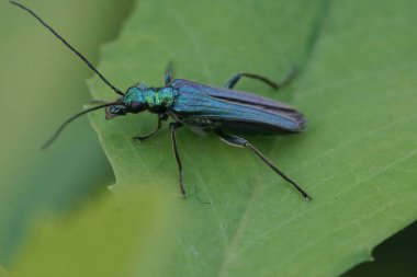 Yanardöner metalik yeşil renkli sahte yağ ya da kalın bacaklı çiçek böceği Oedemera nobilis 'in doğal yakın çekimi.