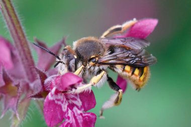 Avrupalı bir erkek yaban arısına renkli bir yaklaşım, Anthidium manicatum bahçede mor bir Stachys çiçeğinin üzerinde oturuyor