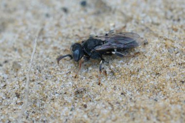 Kumda oturan küçük mavi gözlü bir eşek arısı, Oxybelus uniglumis 'e yakından bakın.