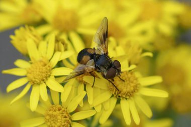 Renkli bir Tachinid sineğinin, Ectophasia Crassipennis 'in, sarı bir çiçeğin detaylı görüntüsü.