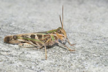 Akdeniz Yakışıklısı Çekirge Oedaleus 'un yerde otururken çekilmiş detaylı görüntüleri.
