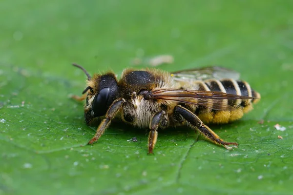 Primer Plano Natural Una Abeja Cortadora Hojas Hembra Megachile Ericetorum — Foto de Stock