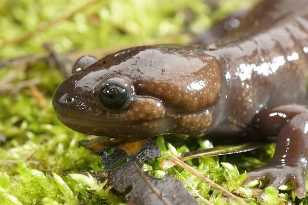 Detaljerad Närbild Brun Nortwestern Mullvad Salamander Ambystoma Gracile Sitter Grön — Stockfoto