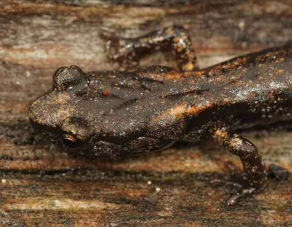 Närbild Sub Vuxen Juvenil Moln Salamander Aneides Ferreus Sitter Redwood — Stockfoto