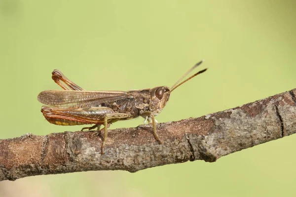 Detailed Closeup Adult Brown Colored European Rufous Grasshopper Gomphocerippus Rufus — Stock Photo, Image