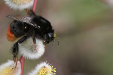 Tüylü kırmızı kuyruklu yaban arısı üzerine doğal renkli dikey çekim, Salix üzerine Bombus lapidarius.