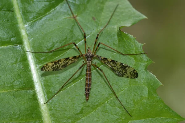 Φυσική Closeup Ένα Διακριτικό Cranefly Epiphragma Ocellare Κάθεται Ένα Πράσινο — Φωτογραφία Αρχείου