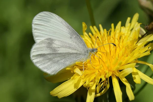 Φυσική Closeup Του Ξύλου Λευκή Πεταλούδα Leptidea Sinapis Κάθεται Ένα — Φωτογραφία Αρχείου