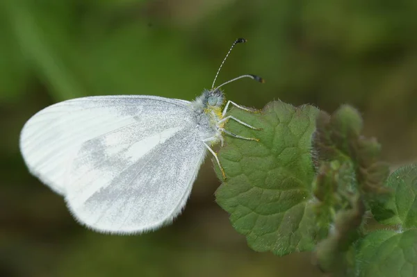 Naturalne Zbliżenie Drewna Biały Motyl Leptidea Sinapis Siedzi Zielonym Liściu — Zdjęcie stockowe