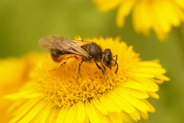 Φυσικό Κοντινό Πλάνο Μέλισσα Lasioglossum Που Συλλέγει Γύρη Από Κίτρινο — Φωτογραφία Αρχείου