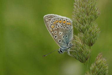 Avrupa ortak İkarus mavi kelebeğine doğal yaklaşım, yeşil bulanık arka plana karşı Polyommatus