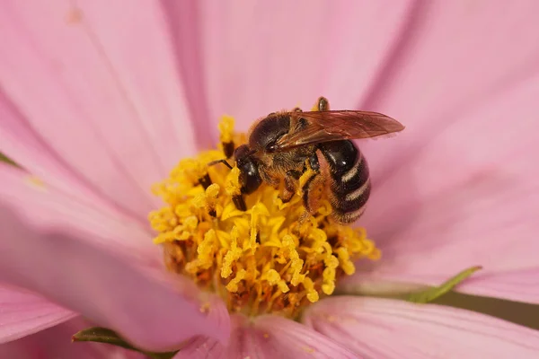 Szczegółowe Zbliżenie Boczne Samicy Pszczoły Bruzdowanej Lasioglossum Leucozonium Drewnie — Zdjęcie stockowe