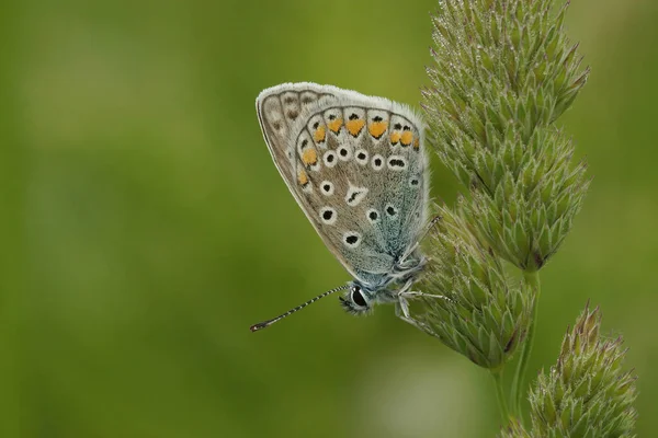 ヨーロッパの一般的なイカルスの青い蝶 緑のぼやけた背景に対する一夫多妻制上の自然な閉鎖 — ストック写真
