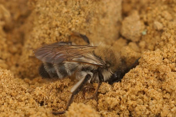 Naturlig Coseup Hona Den Hotade Nycthemeral Minder Bee Andrena Nycthemera — Stockfoto
