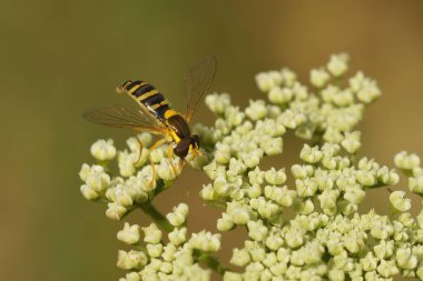 Kesik burgu kuyruklu uçan sineğe doğal renkli bir yakın çekim, beyaz bir çiçekte Sphaerophoria türü