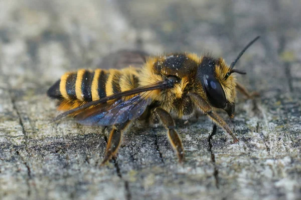 Close Van Een Mediterrane Bruine Bladsnijder Solitaire Bij Megachile Melanopyga — Stockfoto