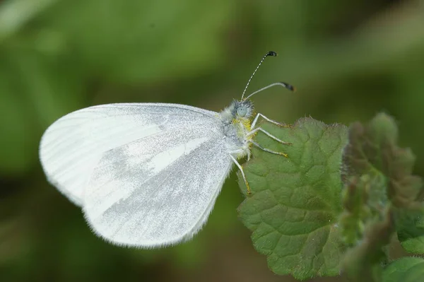Természetes Közelkép Fehér Pillangó Leptidea Sinapis Egy Sárga Pitypang Virág — Stock Fotó