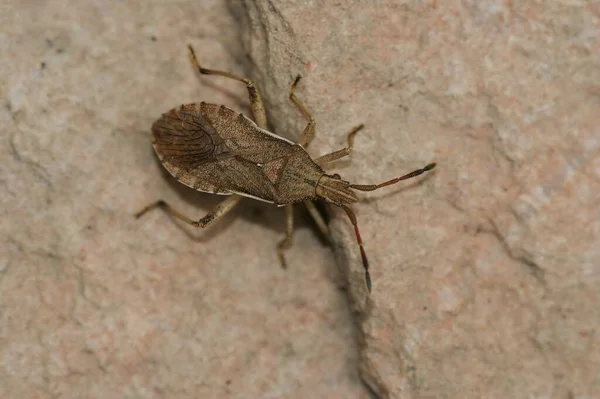 유럽에서 메뚜기인 루퍼스라는 메뚜기 — 스톡 사진
