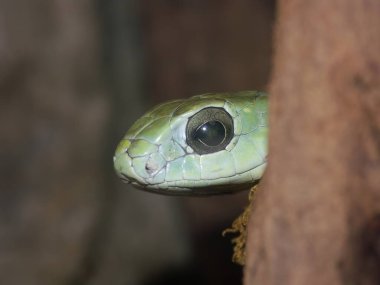 Bir Dispholidus tipus 'un başına yakın plan çekilmiş. Ormanın etrafından yaklaşan Boomslang yılanı.
