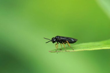 Küçük, siyah, uzun bacaklı bir testereye yakın plan, Nesoselandria Morio, bir yaprağın üzerinde oturuyor.
