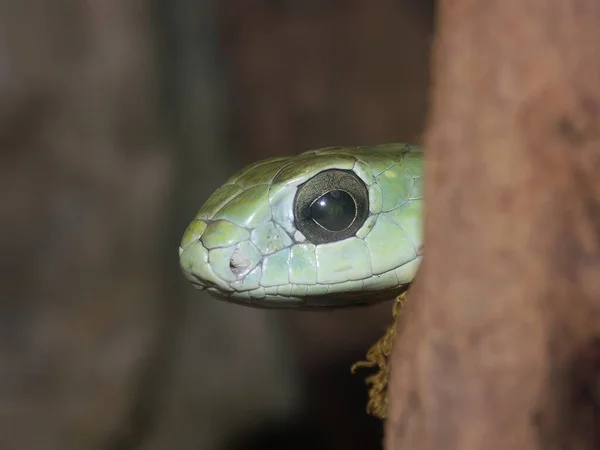 Gros Plan Détaillé Sur Tête Dispholidus Typus Serpent Boomslang Culminant — Photo