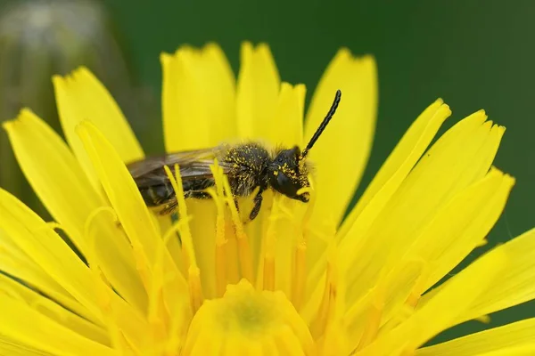 Detailní Záběr Vousy Samce Jestřába Těžební Včela Andréna Fulvago Sedící — Stock fotografie