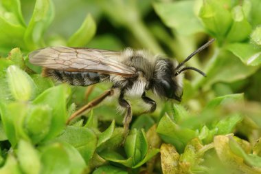 Erkek, gri sırtlı maden arısı Andrena Vaja 'nın geyik yaprakları içinde oturduğu doğal bir yakın plan.